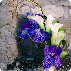 wedd image