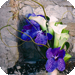wedd image