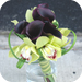 wedd image