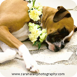 wedd acc image