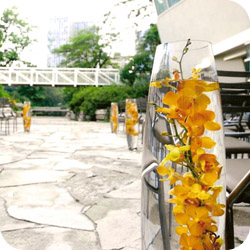 wedd acc image