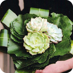wedd acc image