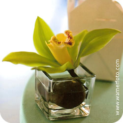 wedd acc image