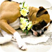 wedd acc image