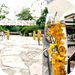 wedd acc image