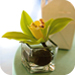 wedd acc image